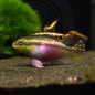 Preview: Purpurprachtbarsch, Pelvicachromis pulcher